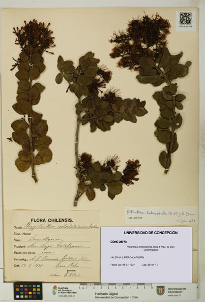 Notanthera heterophylla [Espécimen: UDEC:CONC:0026773]