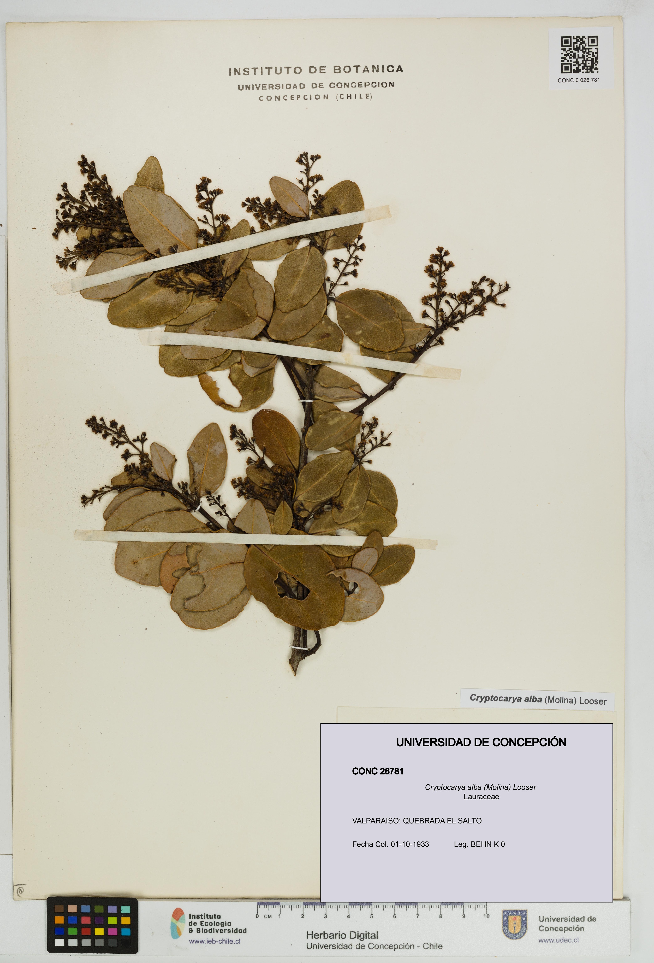 Cryptocarya alba [Espécimen: UDEC:CONC:0026781]