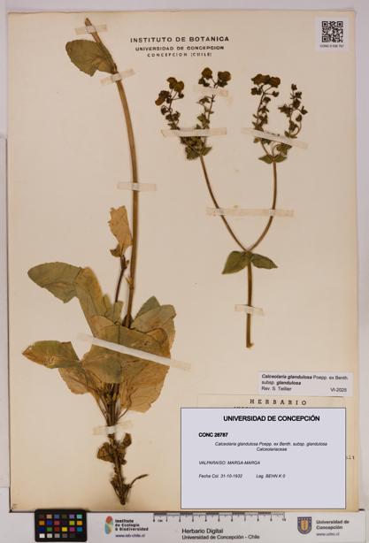 Calceolaria glandulosa [Espécimen: UDEC:CONC:0026787]