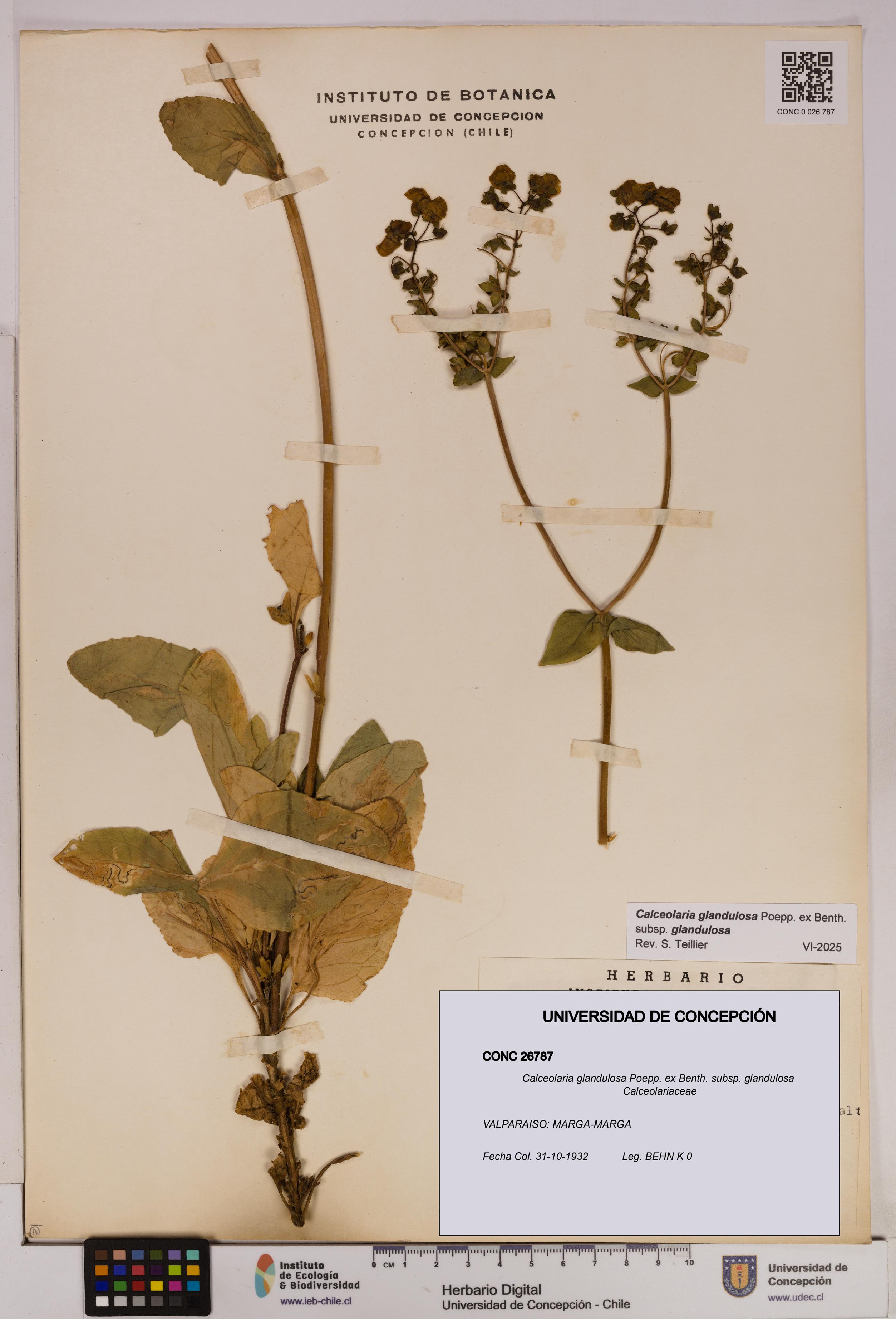 Calceolaria glandulosa [Espécimen: UDEC:CONC:0026787]