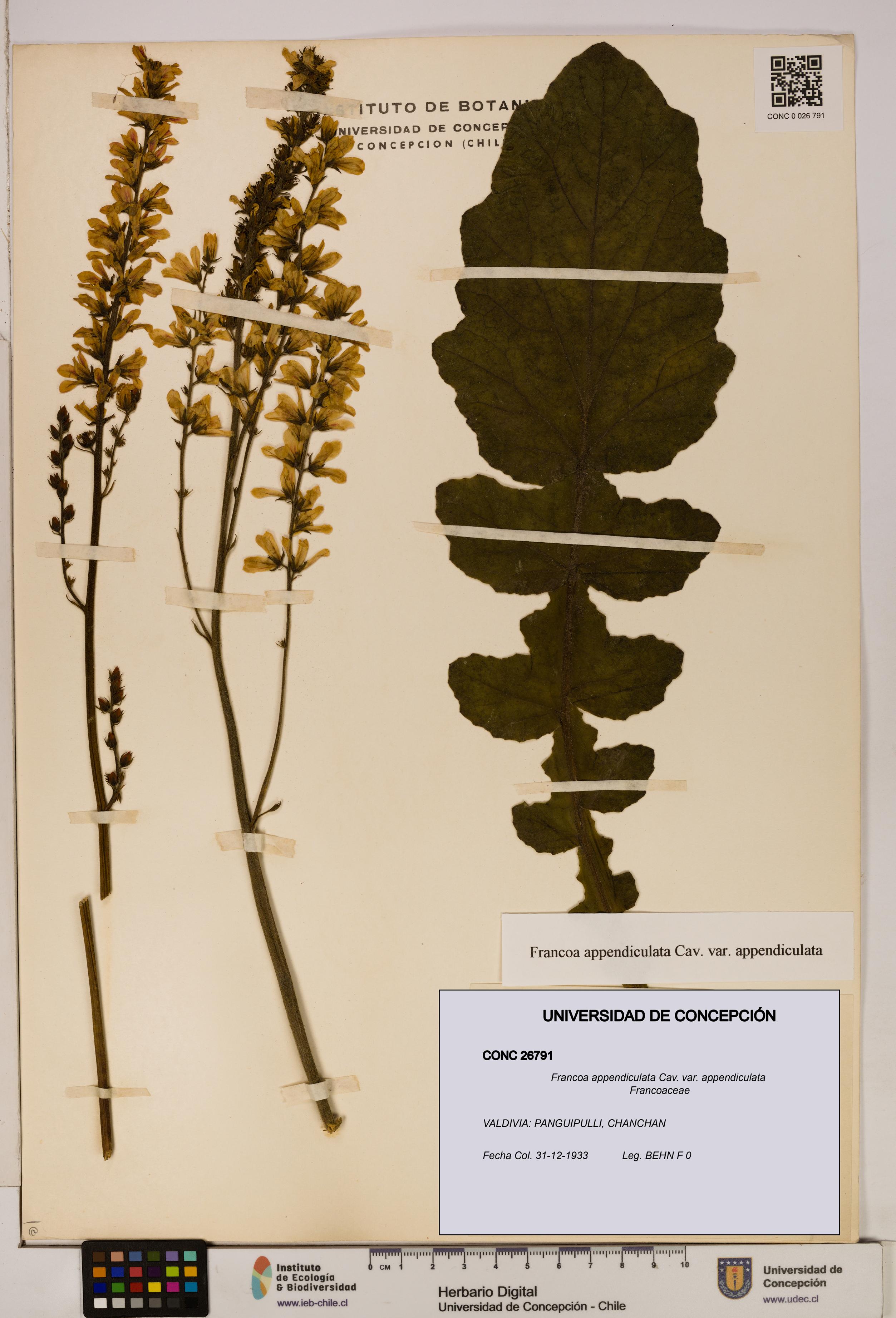 Francoa appendiculata [Espécimen: ]