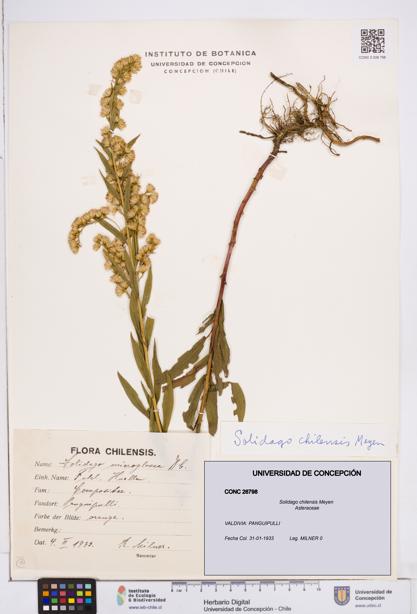 Solidago chilensis [Espécimen: ]