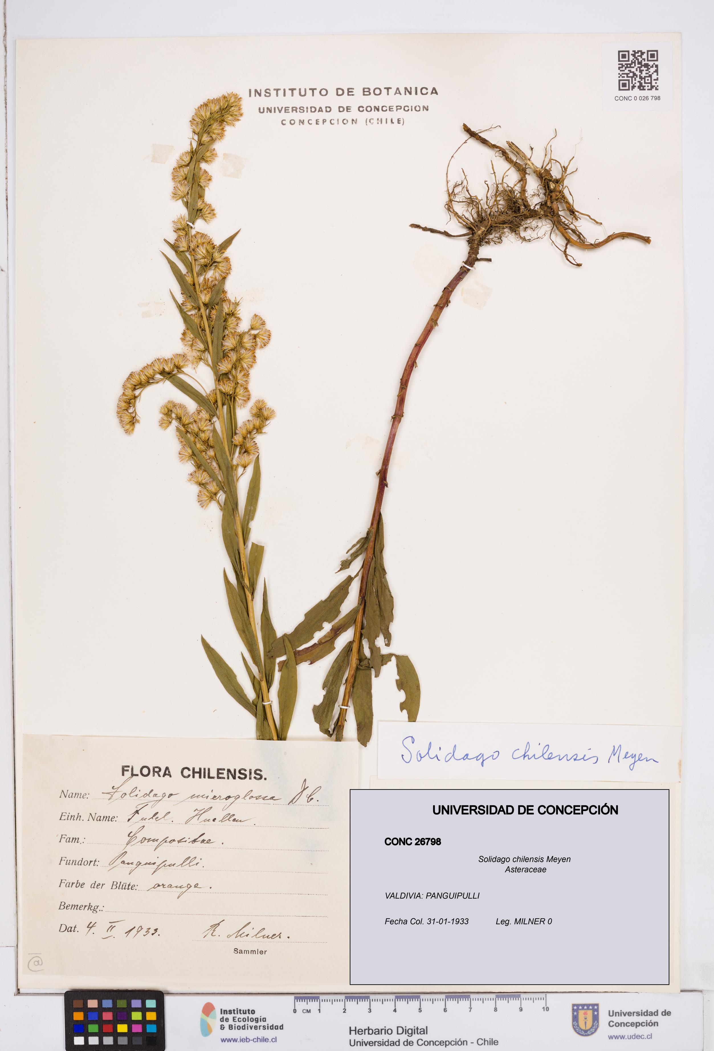 Solidago chilensis [Espécimen: ]