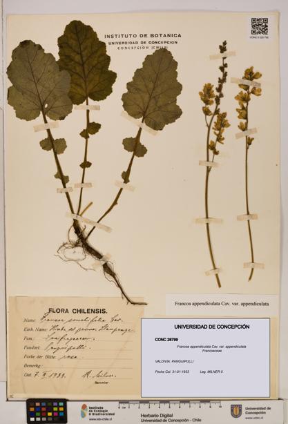 Francoa appendiculata [Espécimen: ]