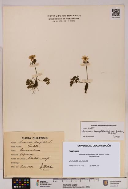 Anemone decapetala [Espécimen: UDEC:CONC:0026800]