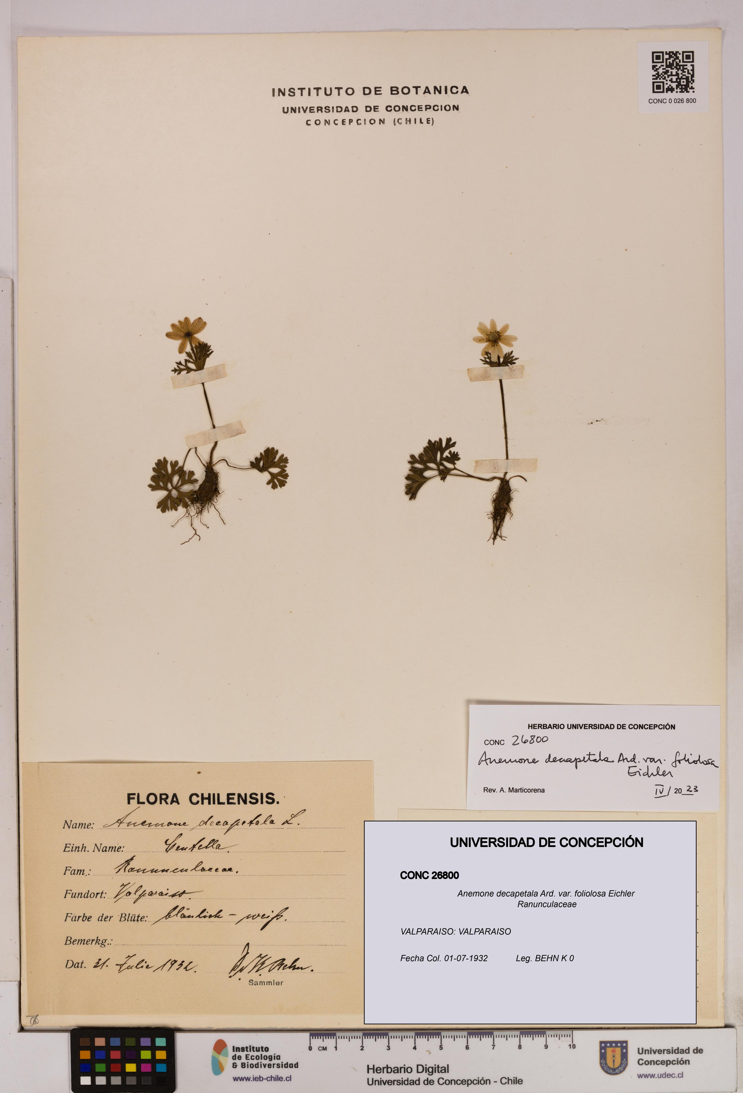 Anemone decapetala [Espécimen: UDEC:CONC:0026800]