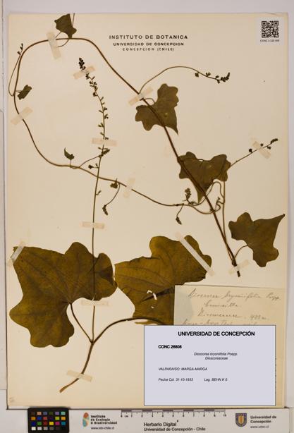 Dioscorea bryoniifolia [Espécimen: ]