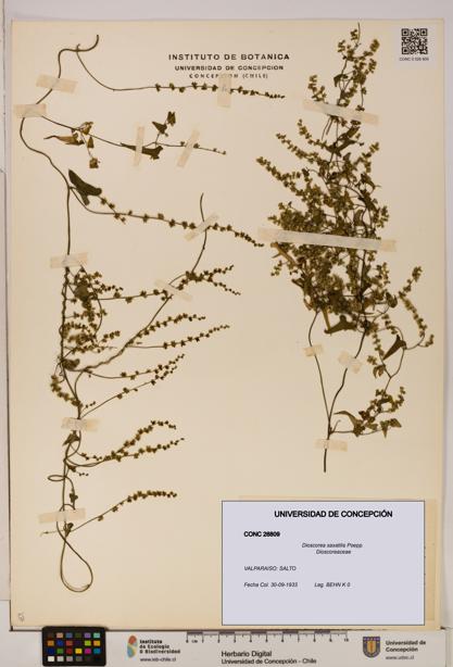 Dioscorea saxatilis [Espécimen: ]