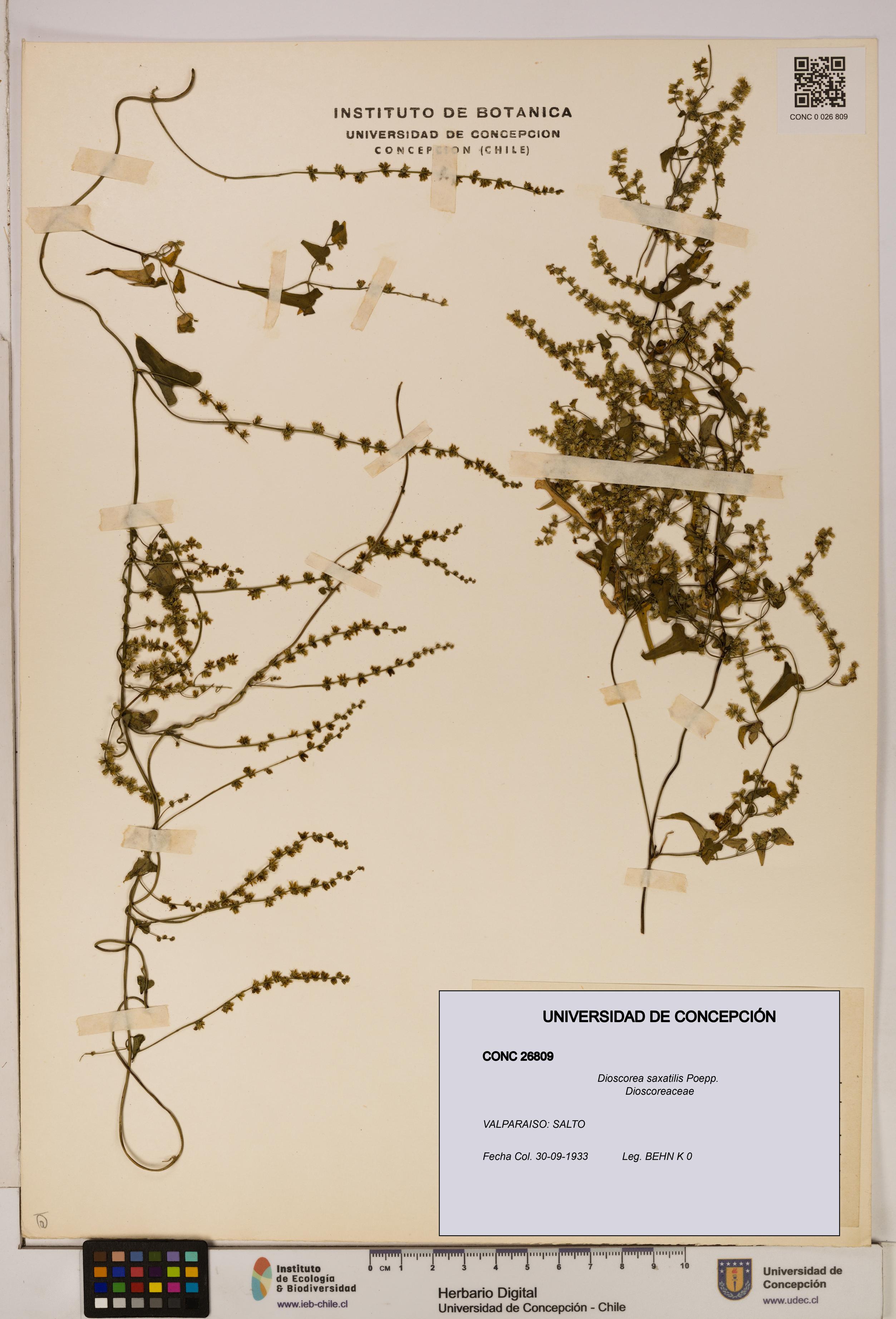 Dioscorea saxatilis [Espécimen: ]