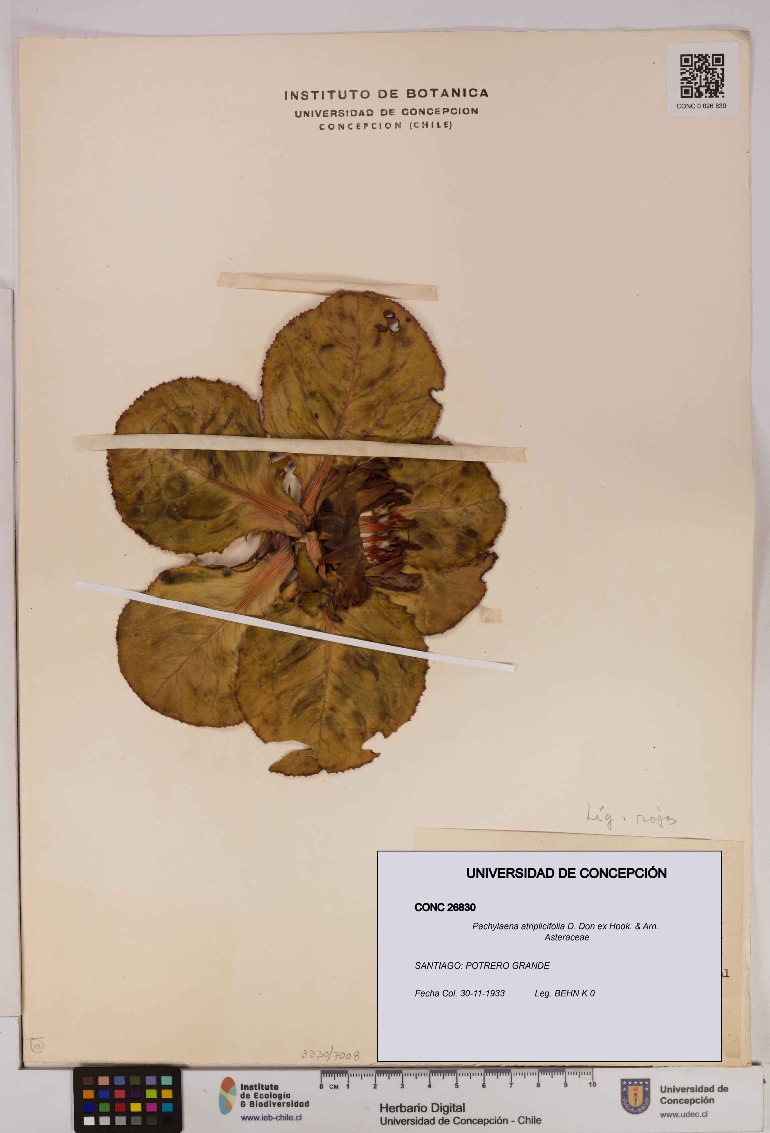 Pachylaena atriplicifolia [Espécimen: ]
