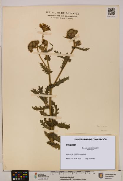 Senecio adenotrichius [Espécimen: UDEC:CONC:0026831]
