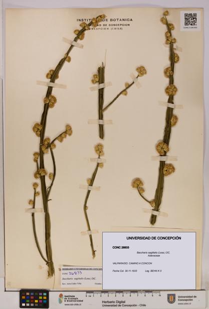 Baccharis sagittalis [Espécimen: UDEC:CONC:0026833]
