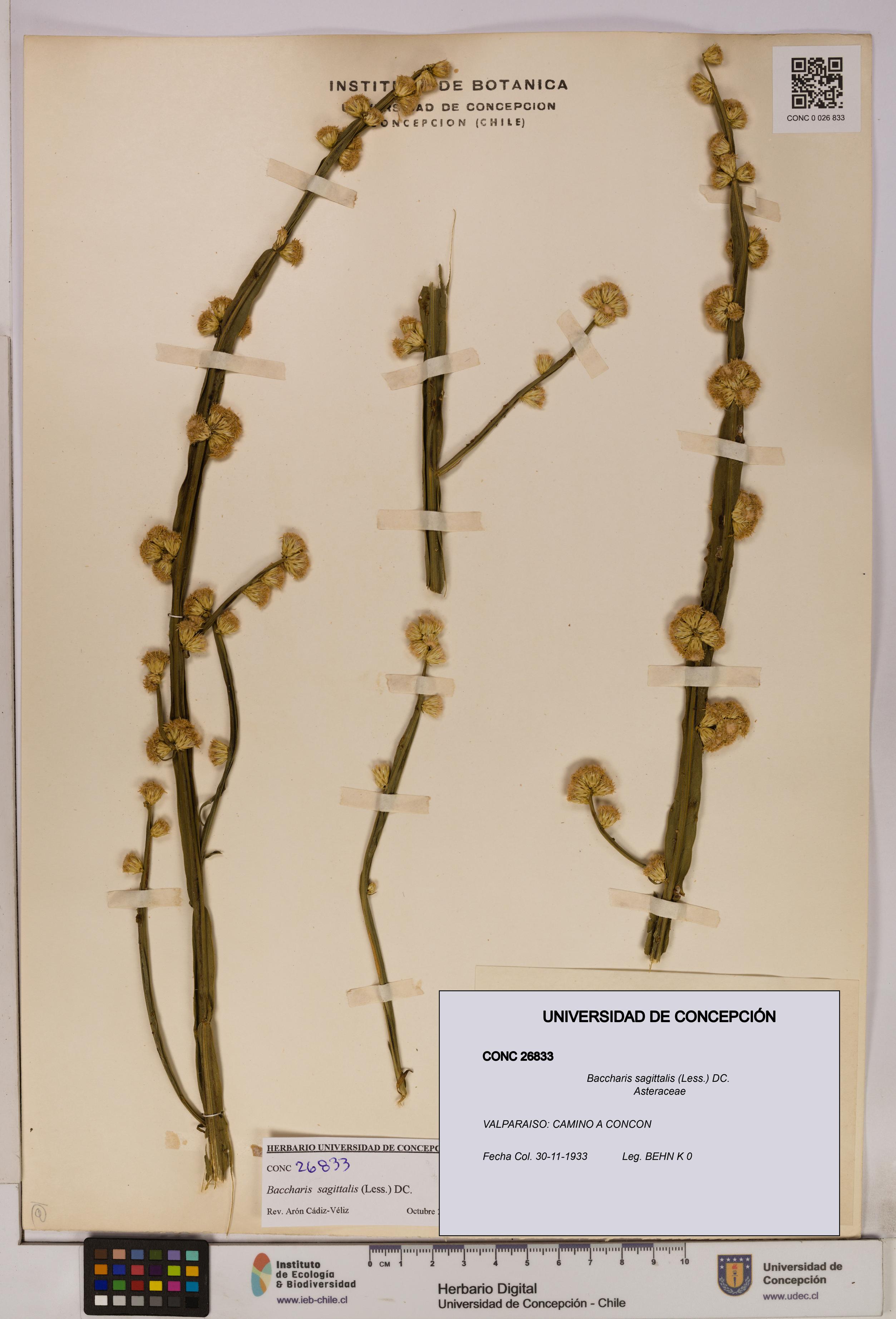 Baccharis sagittalis [Espécimen: UDEC:CONC:0026833]