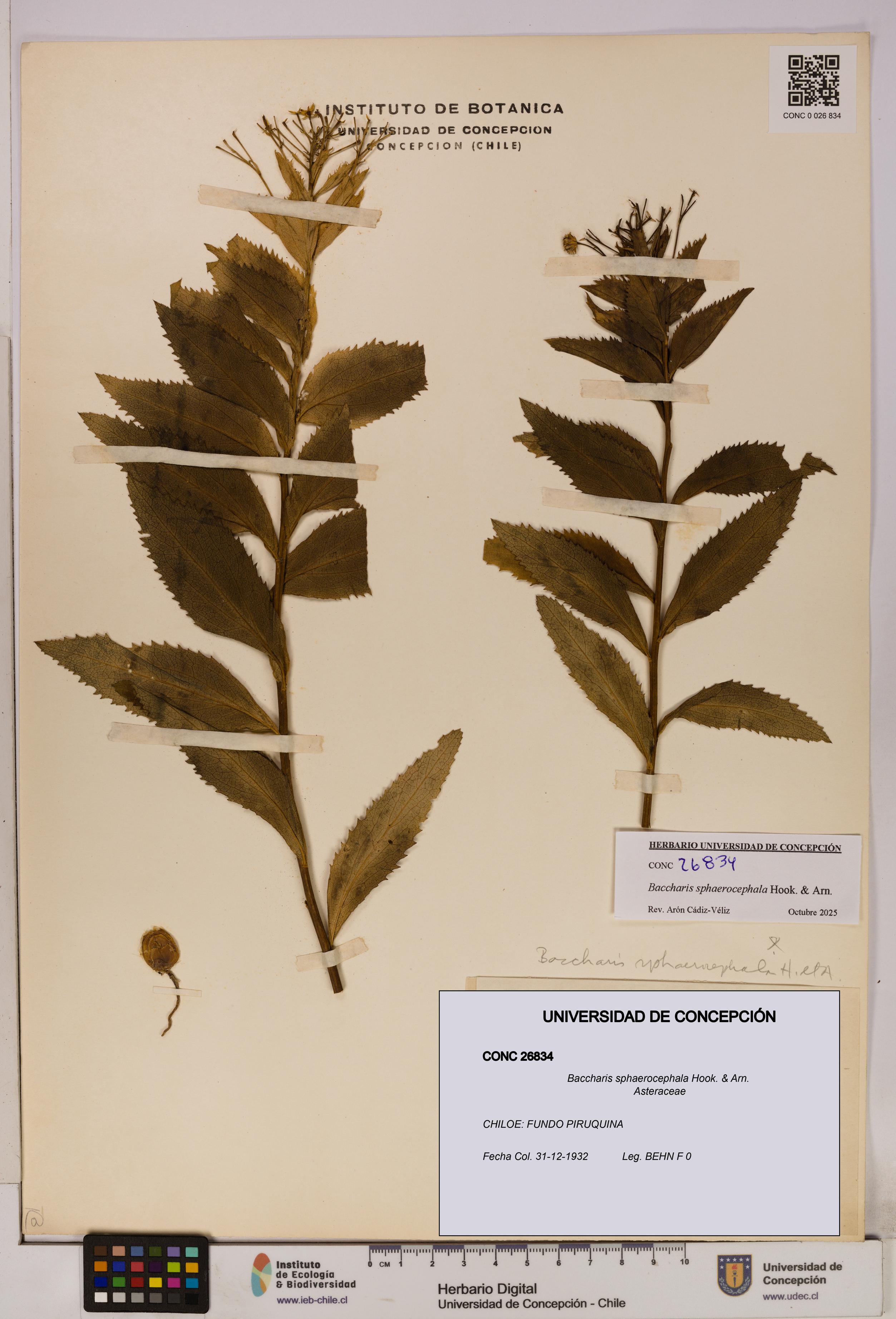 Baccharis sphaerocephala [Espécimen: UDEC:CONC:0026834]