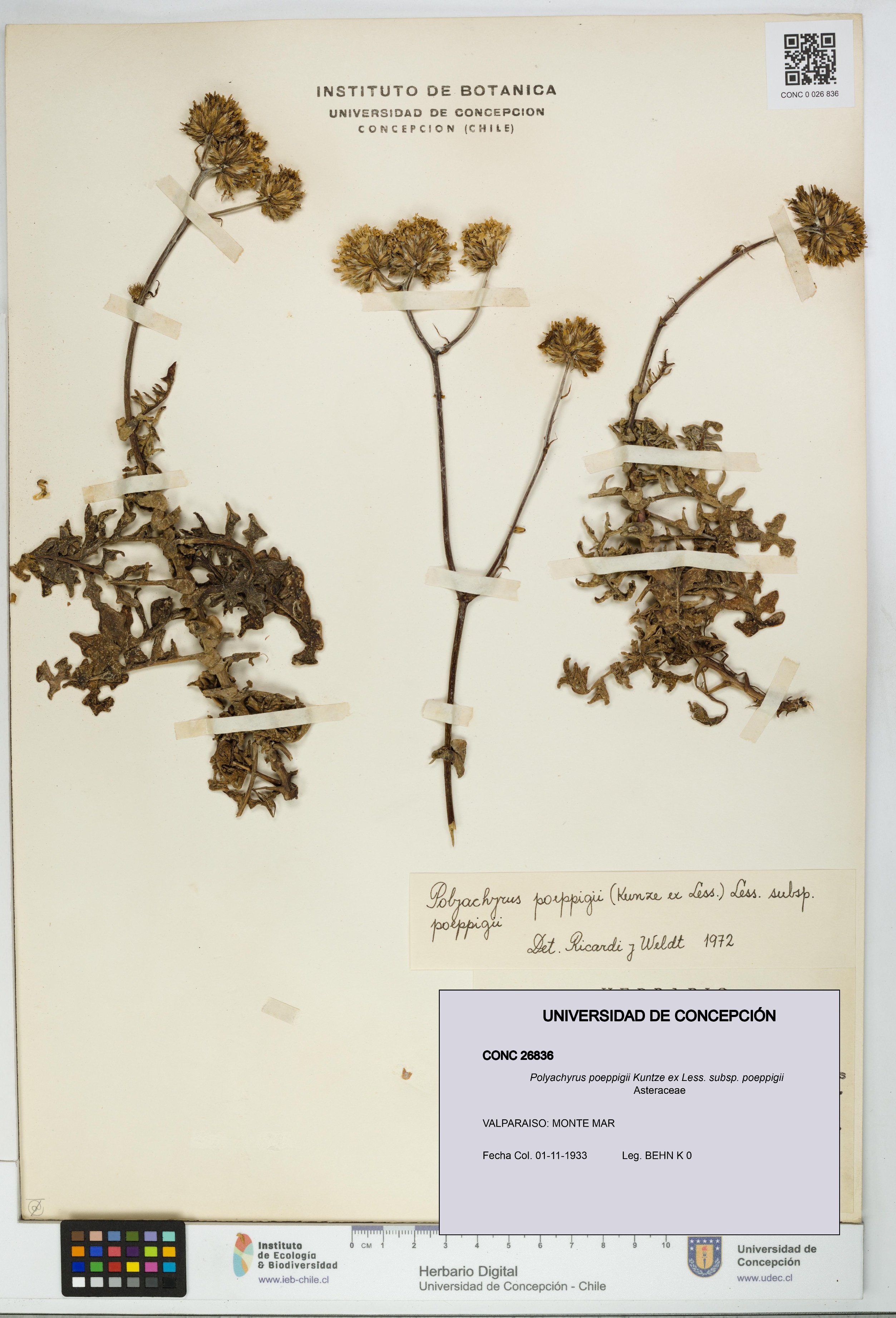 Polyachyrus poeppigii [Espécimen: UDEC:CONC:0026836]