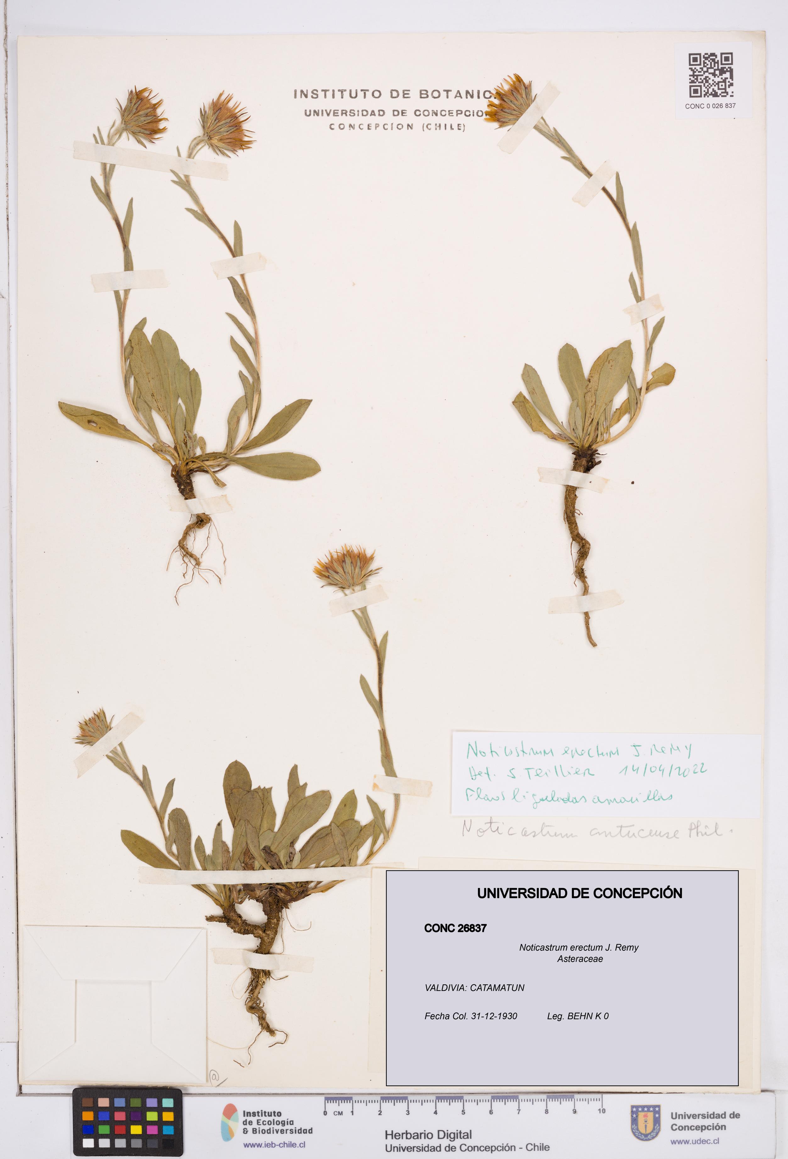 Noticastrum erectum [Espécimen: ]
