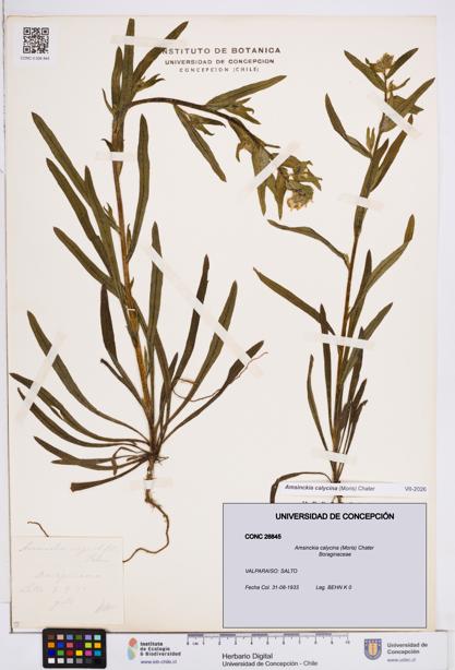Amsinckia calycina [Espécimen: ]