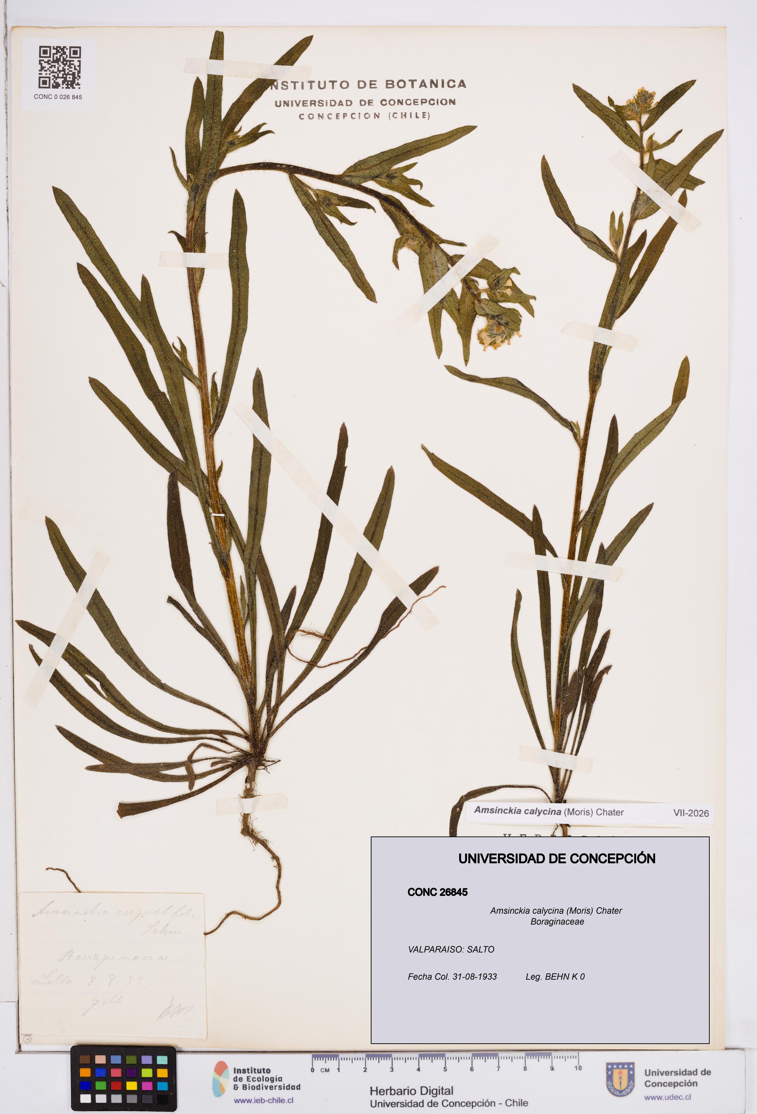 Amsinckia calycina [Espécimen: ]