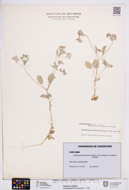 Homalocarpus dichotomus [Espécimen: ]