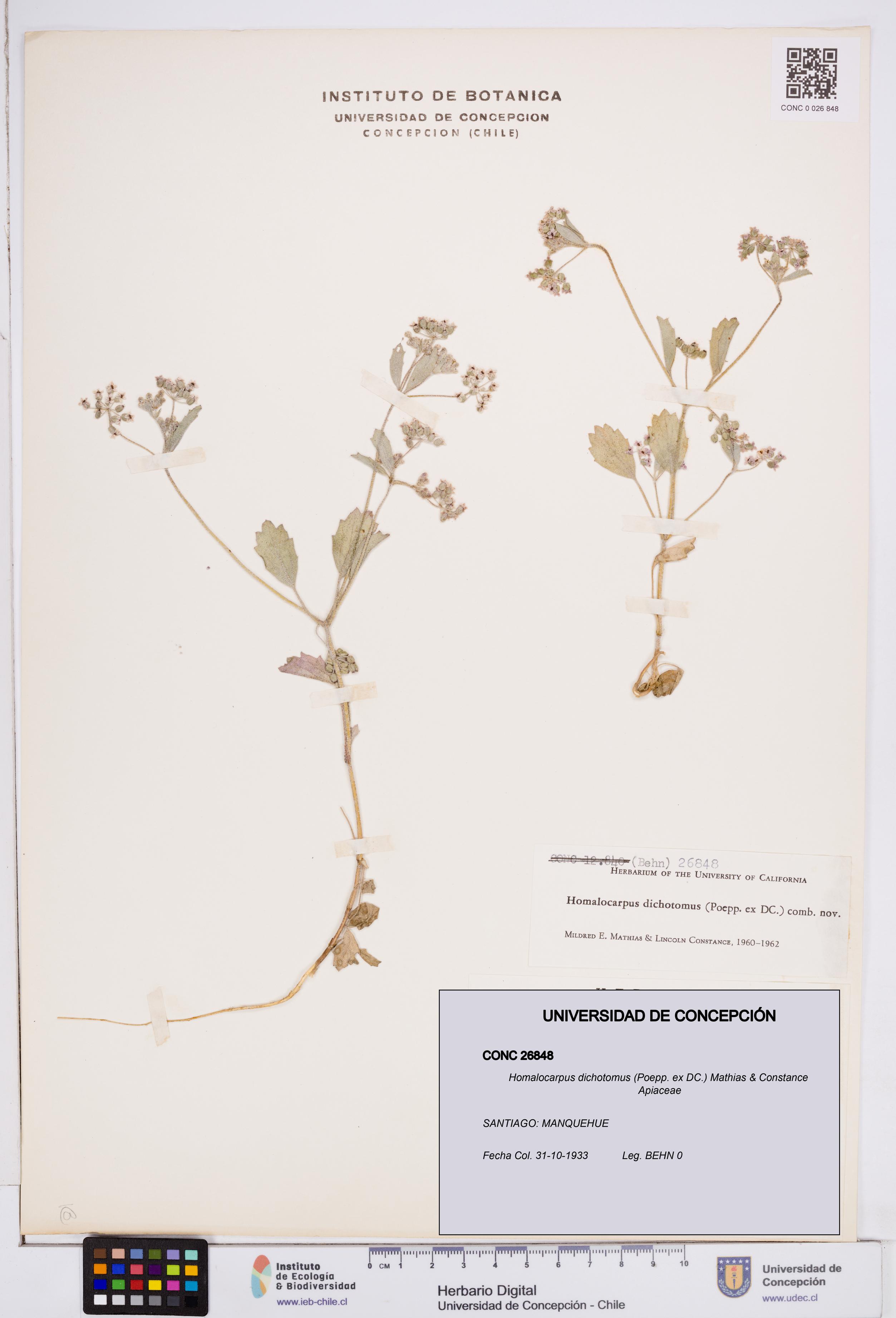 Homalocarpus dichotomus [Espécimen: ]