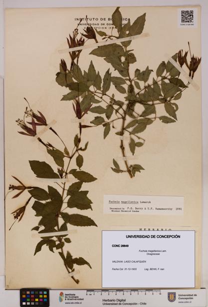 Fuchsia magellanica [Espécimen: UDEC:CONC:0026849]