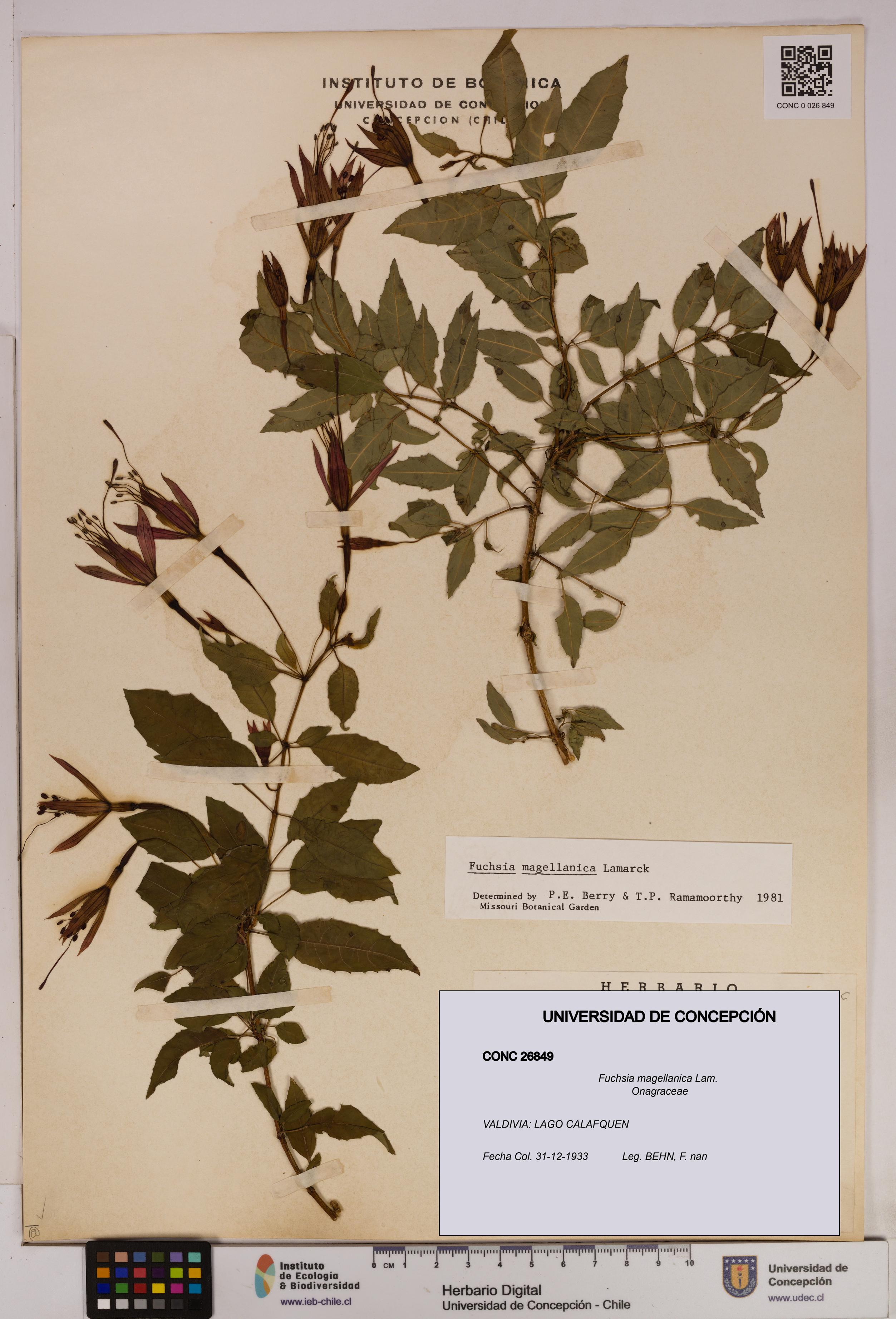 Fuchsia magellanica [Espécimen: UDEC:CONC:0026849]