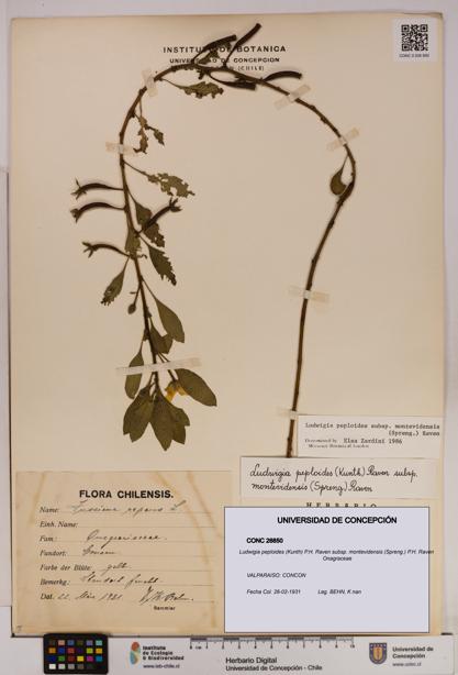 Ludwigia peploides [Espécimen: UDEC:CONC:0026850]