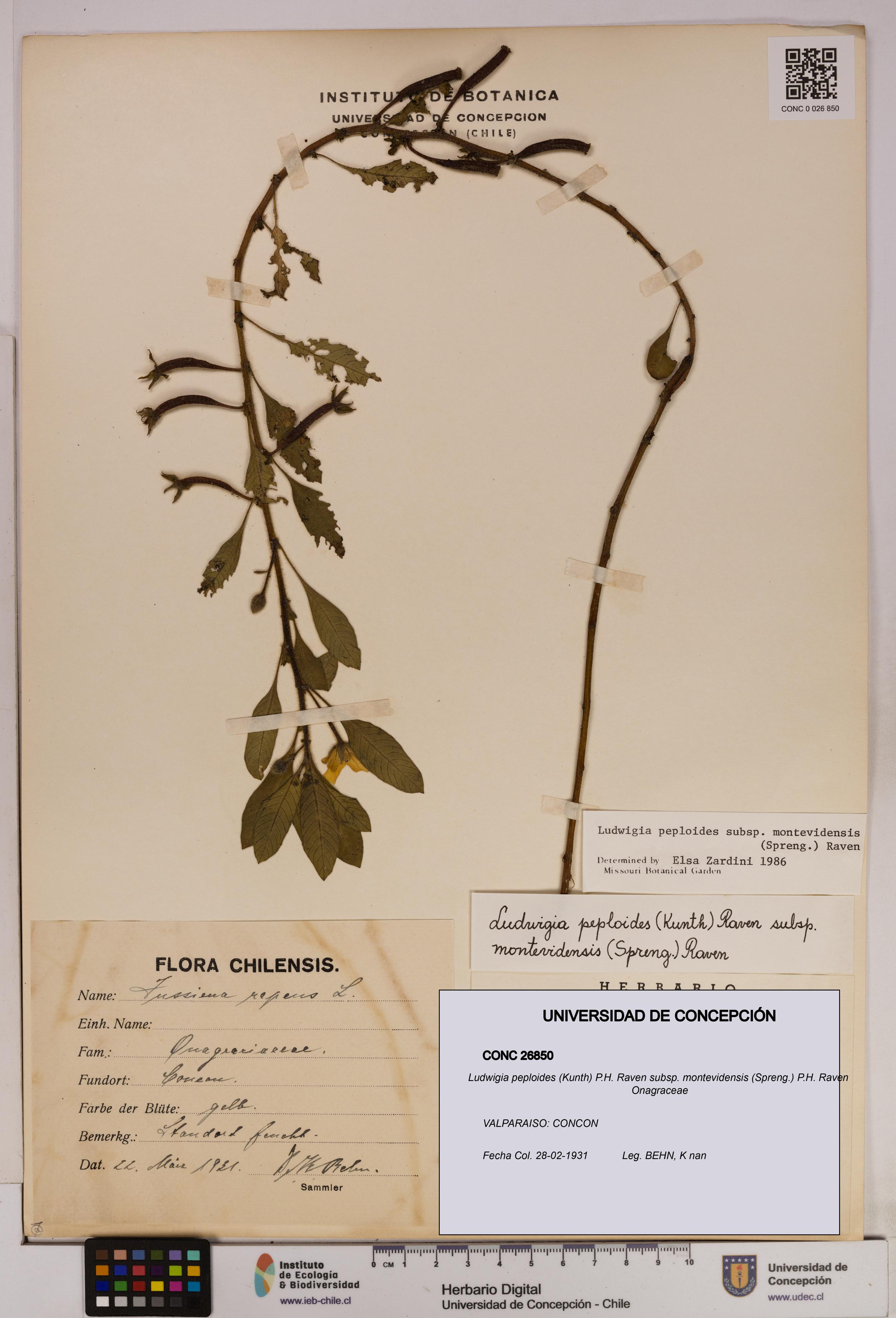 Ludwigia peploides [Espécimen: UDEC:CONC:0026850]