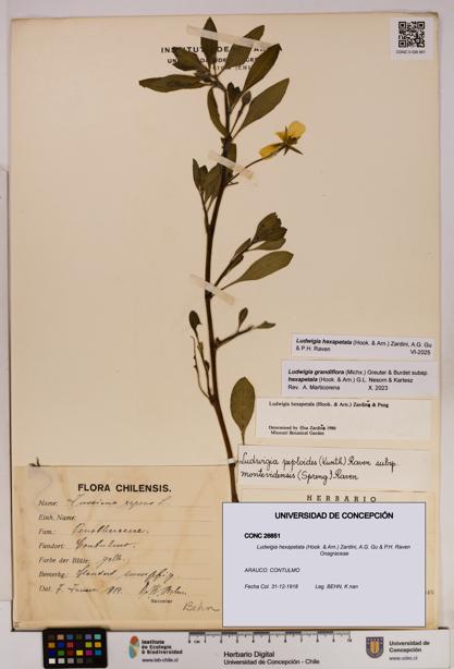 Ludwigia hexapetala [Espécimen: UDEC:CONC:0026851]