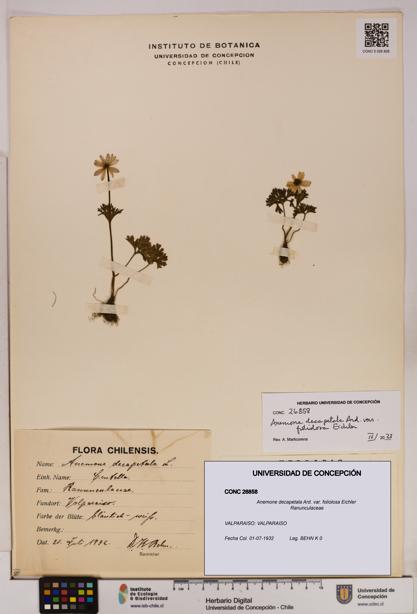 Anemone decapetala [Espécimen: UDEC:CONC:0026858]