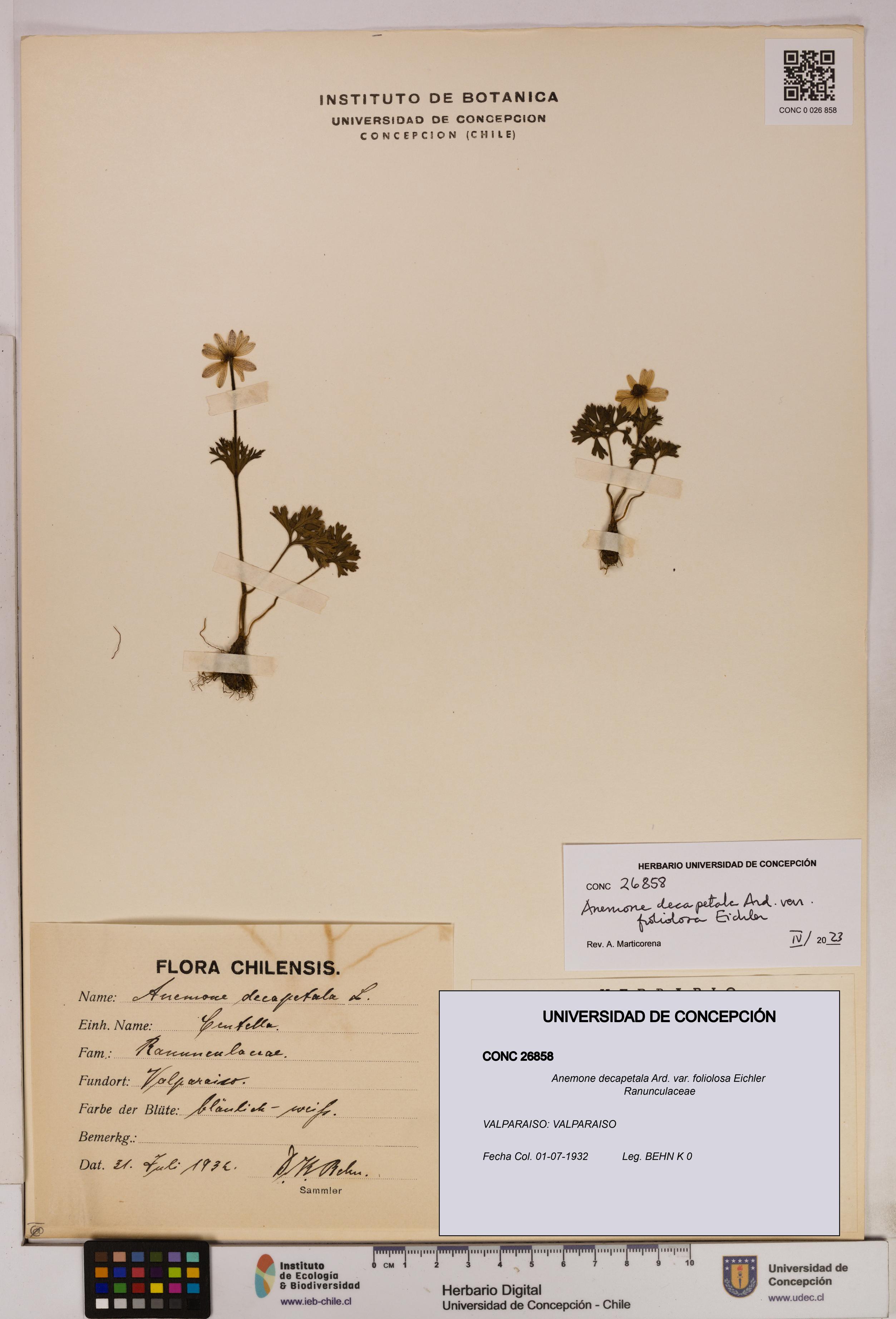 Anemone decapetala [Espécimen: UDEC:CONC:0026858]