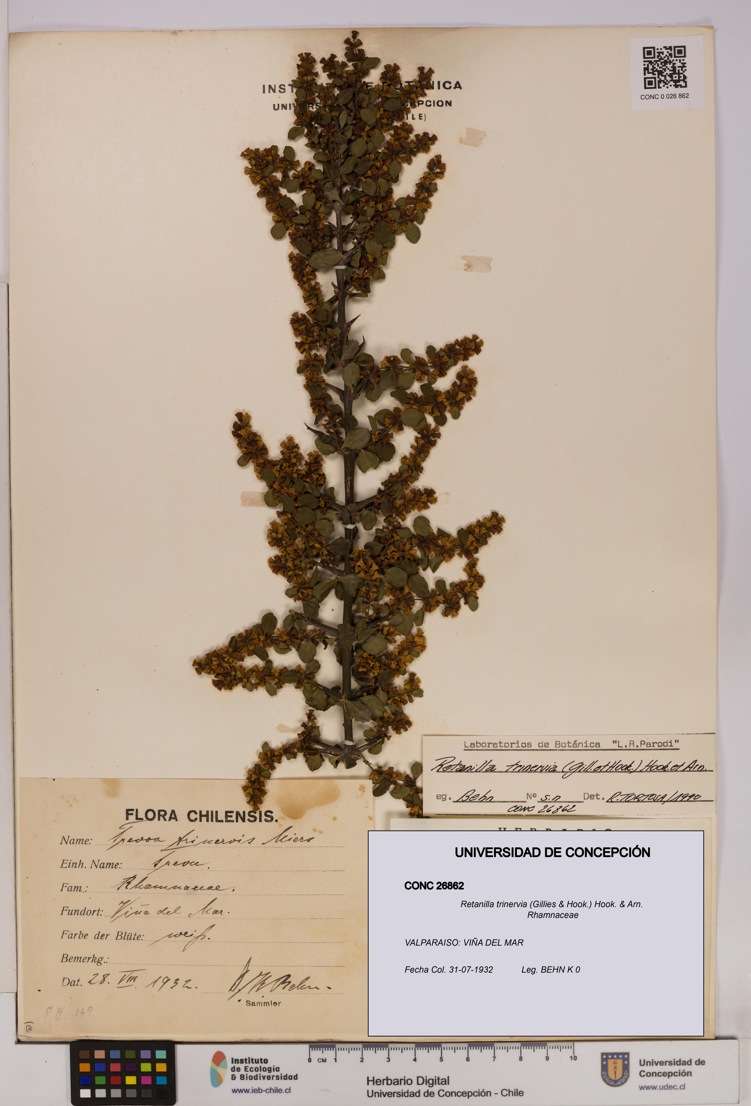 Retanilla trinervia [Espécimen: UDEC:CONC:0026862]