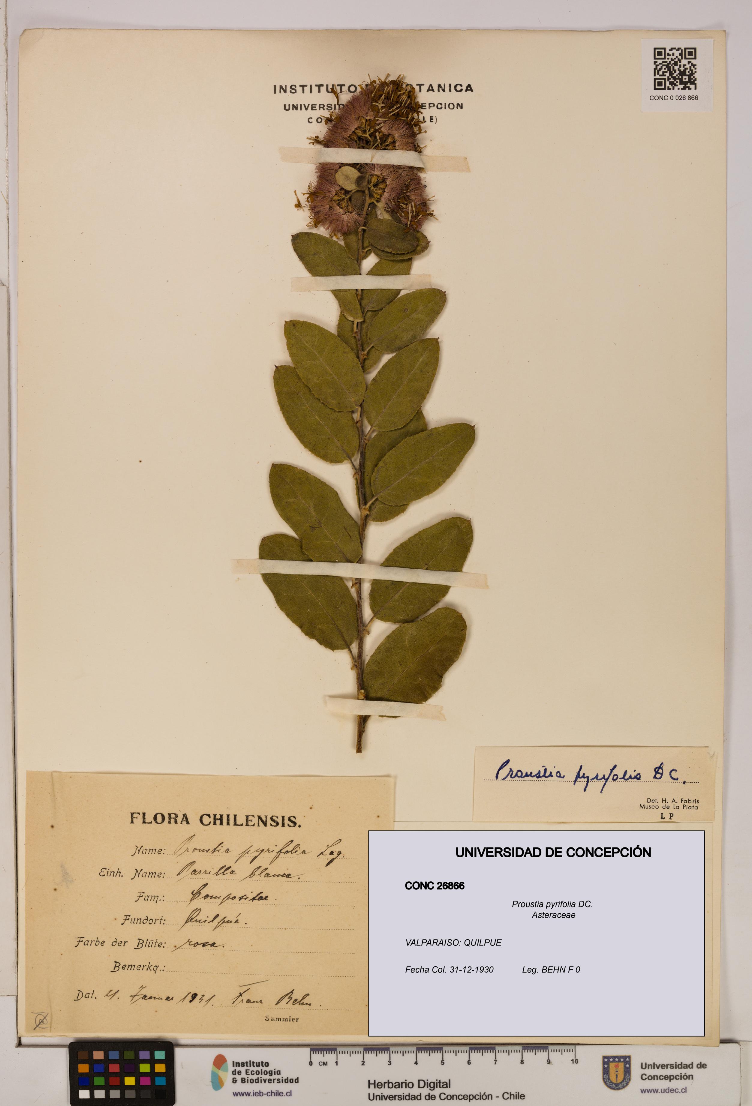 Proustia pyrifolia [Espécimen: UDEC:CONC:0026866]