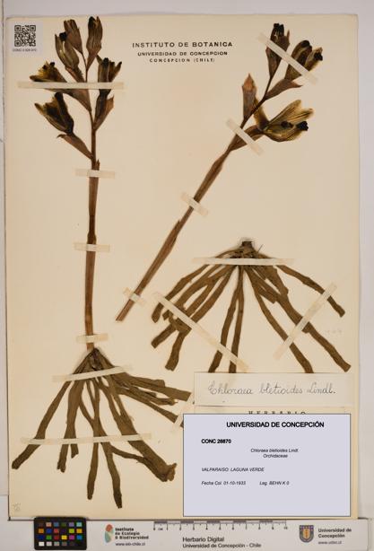 Chloraea bletioides [Espécimen: ]