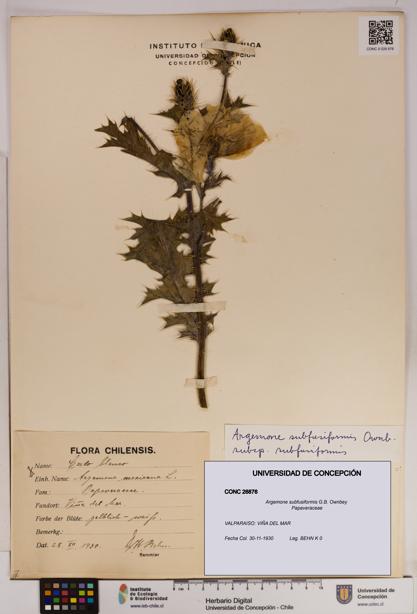 Argemone subfusiformis [Espécimen: UDEC:CONC:0026876]
