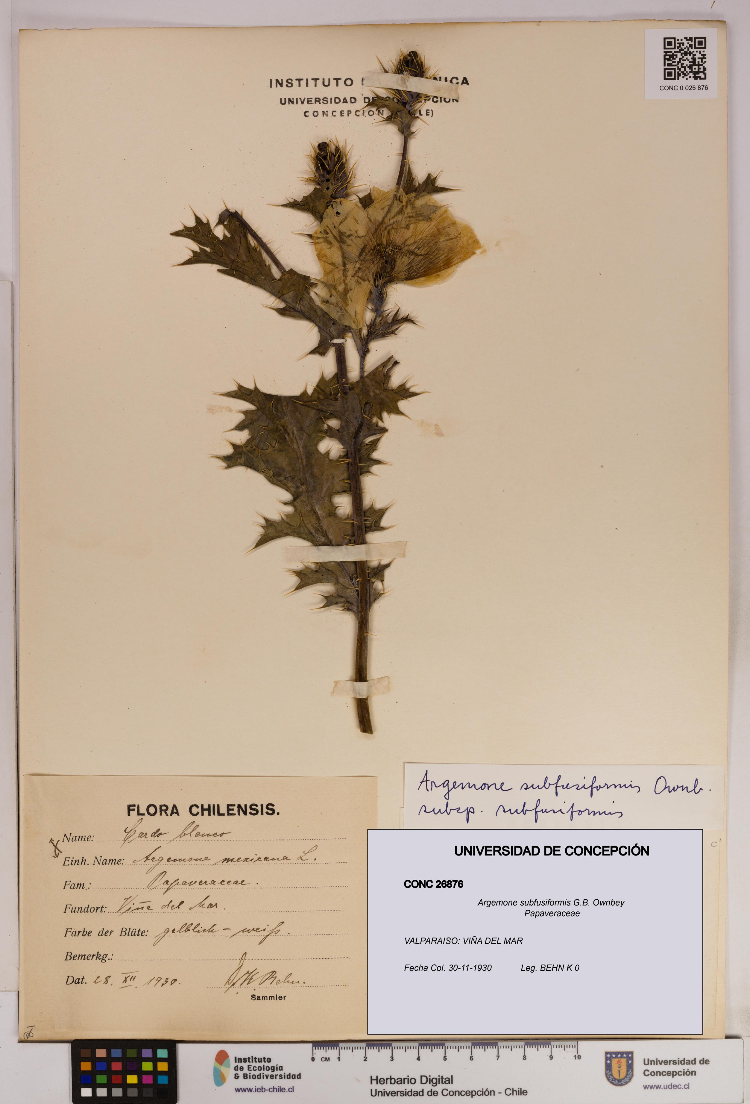Argemone subfusiformis [Espécimen: UDEC:CONC:0026876]