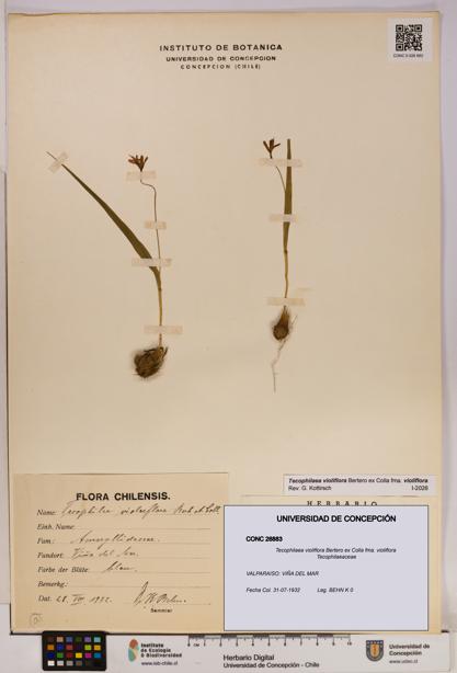 Tecophilaea violiflora fma. violiflora [Espécimen: UDEC:CONC:0026883]