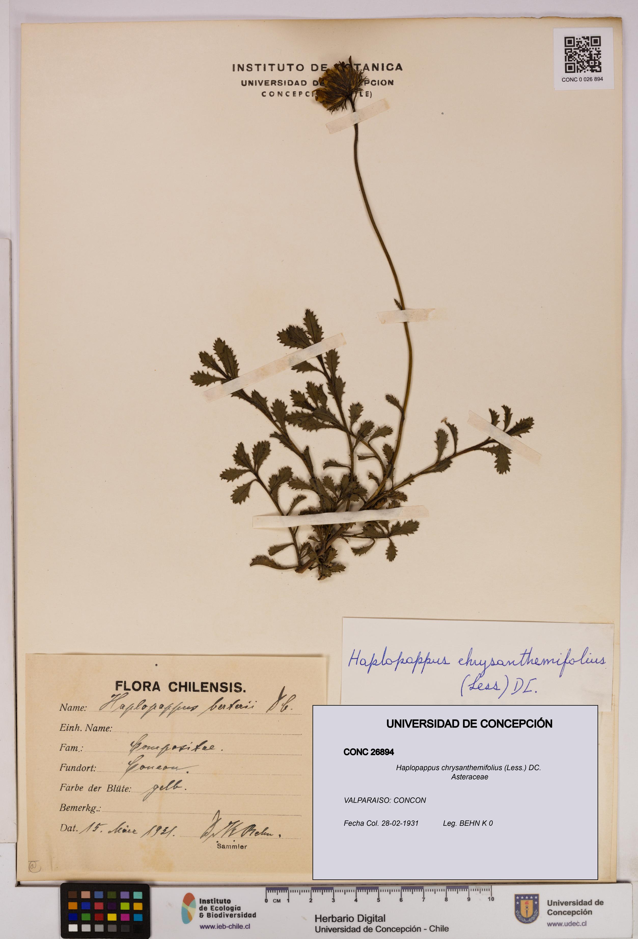 Haplopappus chrysanthemifolius [Espécimen: UDEC:CONC:0026894]