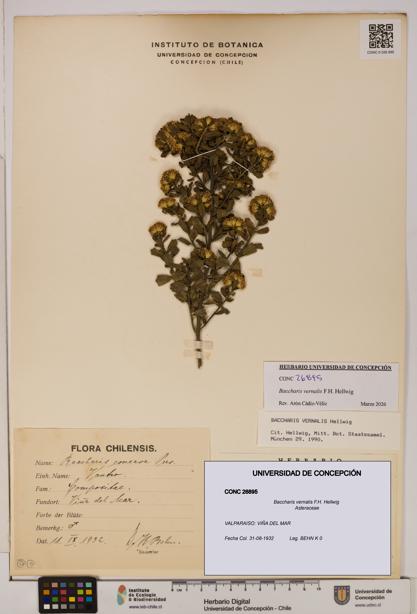 Baccharis vernalis [Espécimen: UDEC:CONC:0026895]