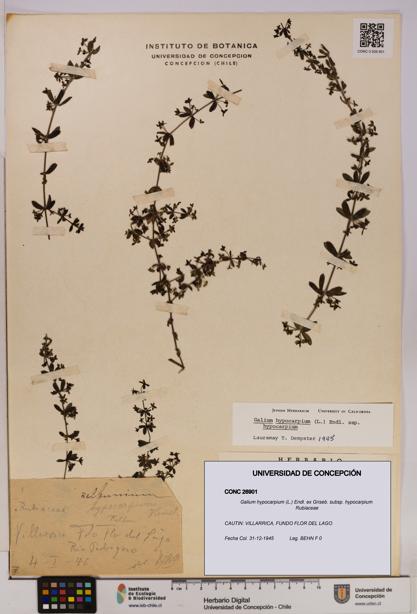 Galium hypocarpium subsp. hypocarpium [Espécimen: UDEC:CONC:0026901]