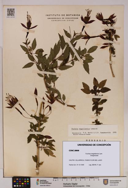 Fuchsia magellanica [Espécimen: UDEC:CONC:0026906]