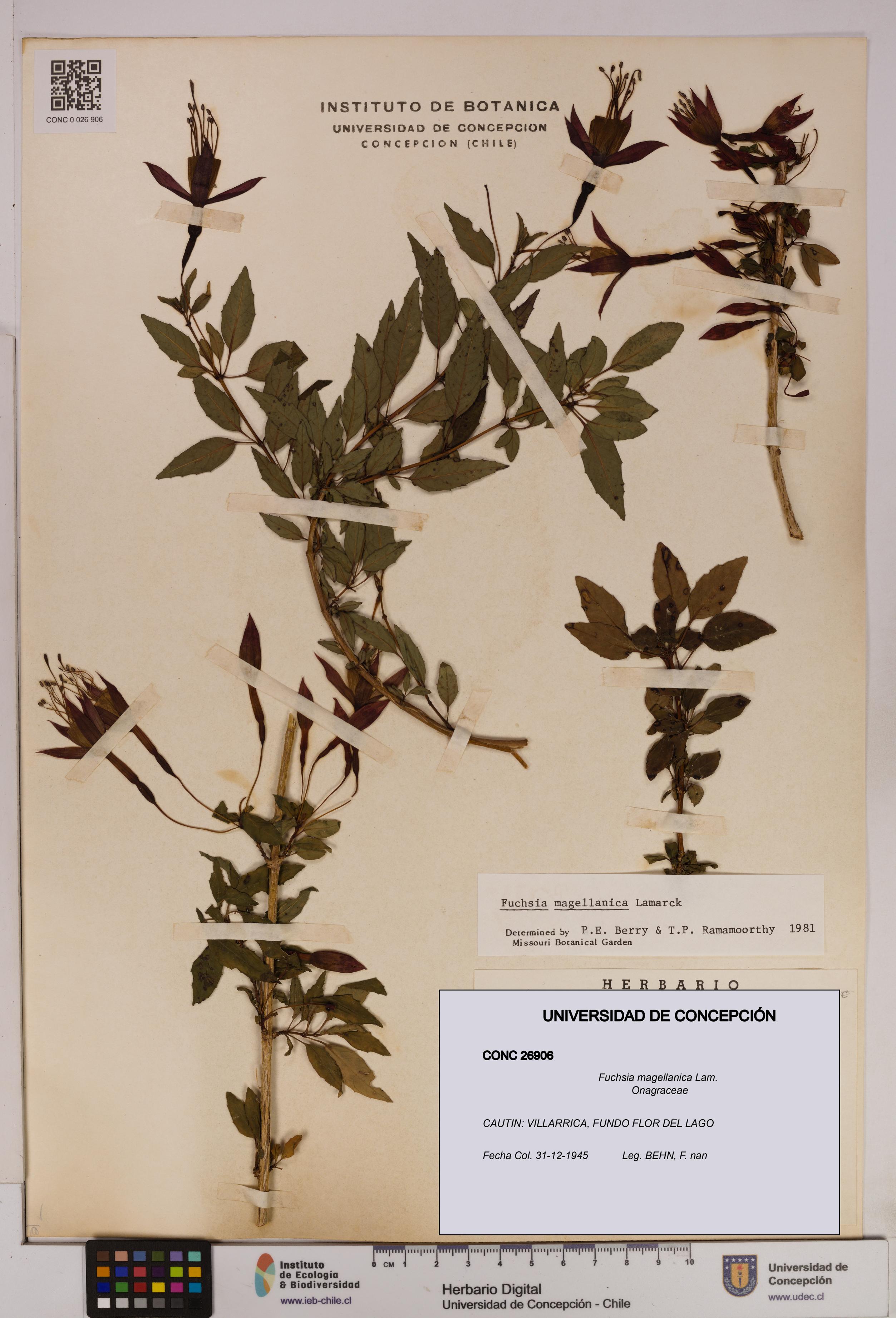 Fuchsia magellanica [Espécimen: UDEC:CONC:0026906]