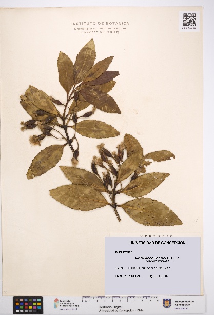 Laurelia sempervirens [Espécimen: UDEC:CONC:0026909]