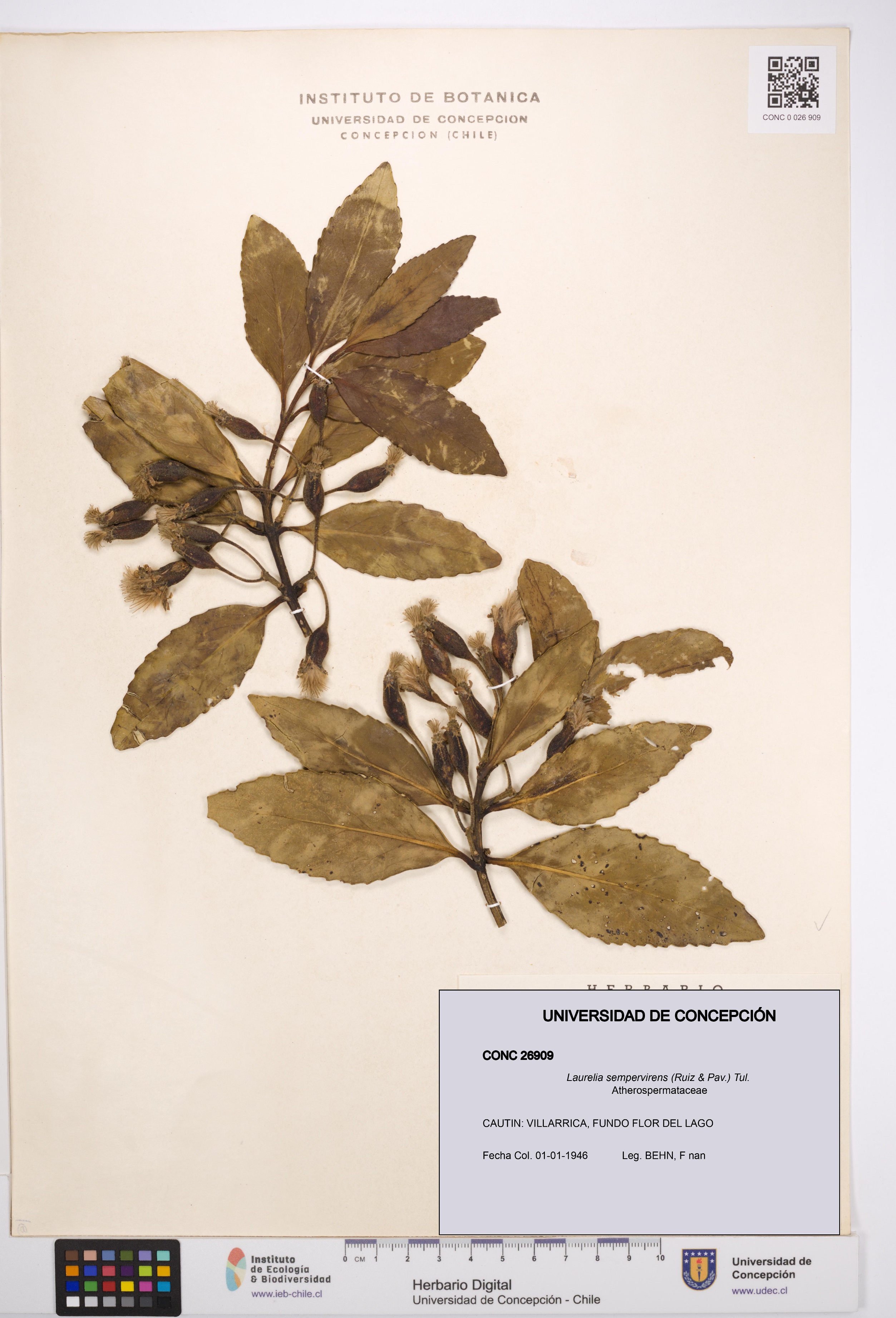 Laurelia sempervirens [Espécimen: UDEC:CONC:0026909]