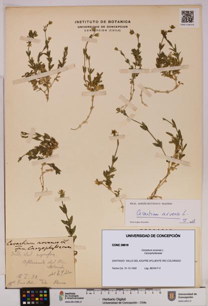 Cerastium arvense [Espécimen: UDEC:CONC:0026916]