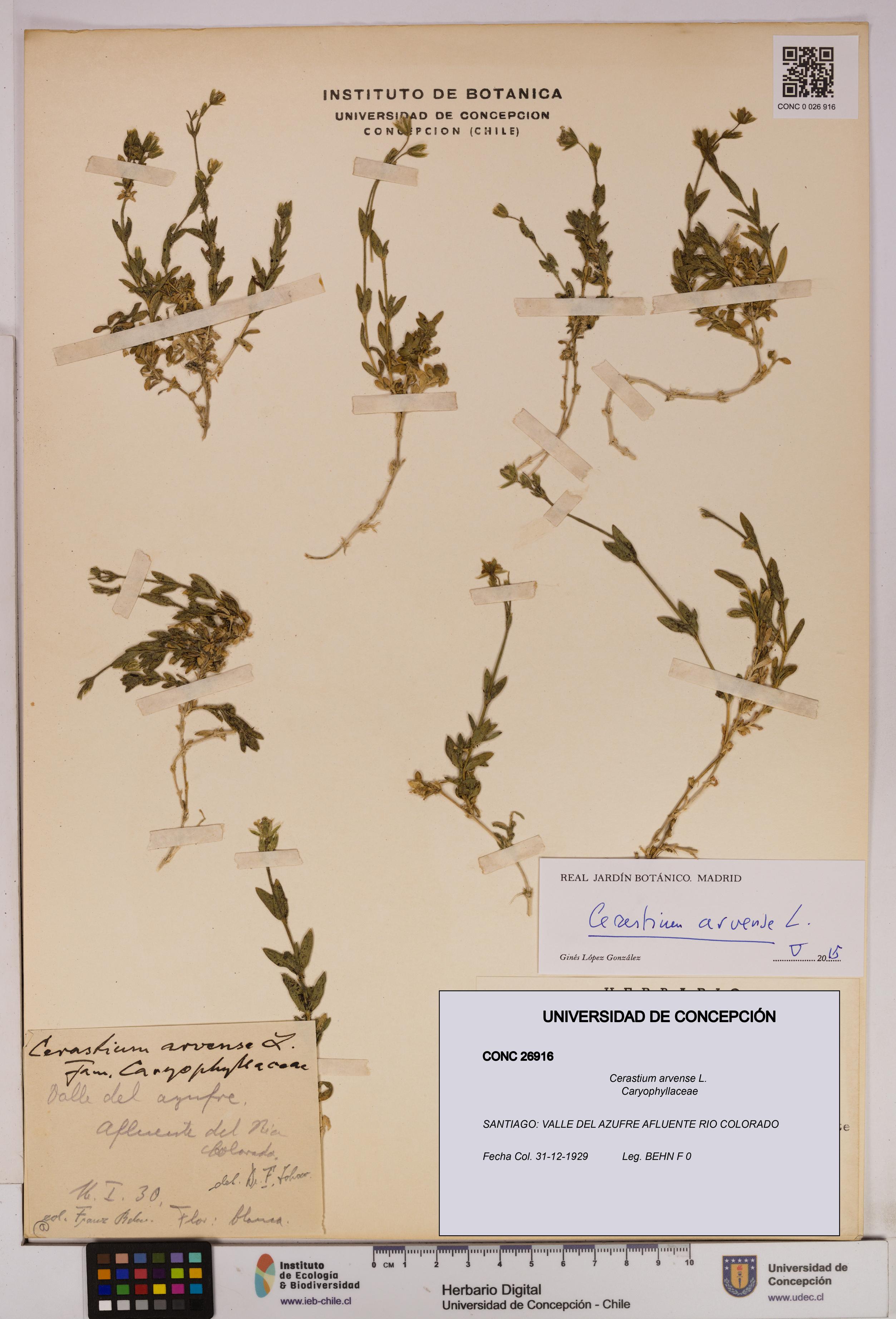 Cerastium arvense [Espécimen: UDEC:CONC:0026916]