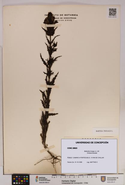 Bellardia trixago [Espécimen: UDEC:CONC:0026923]