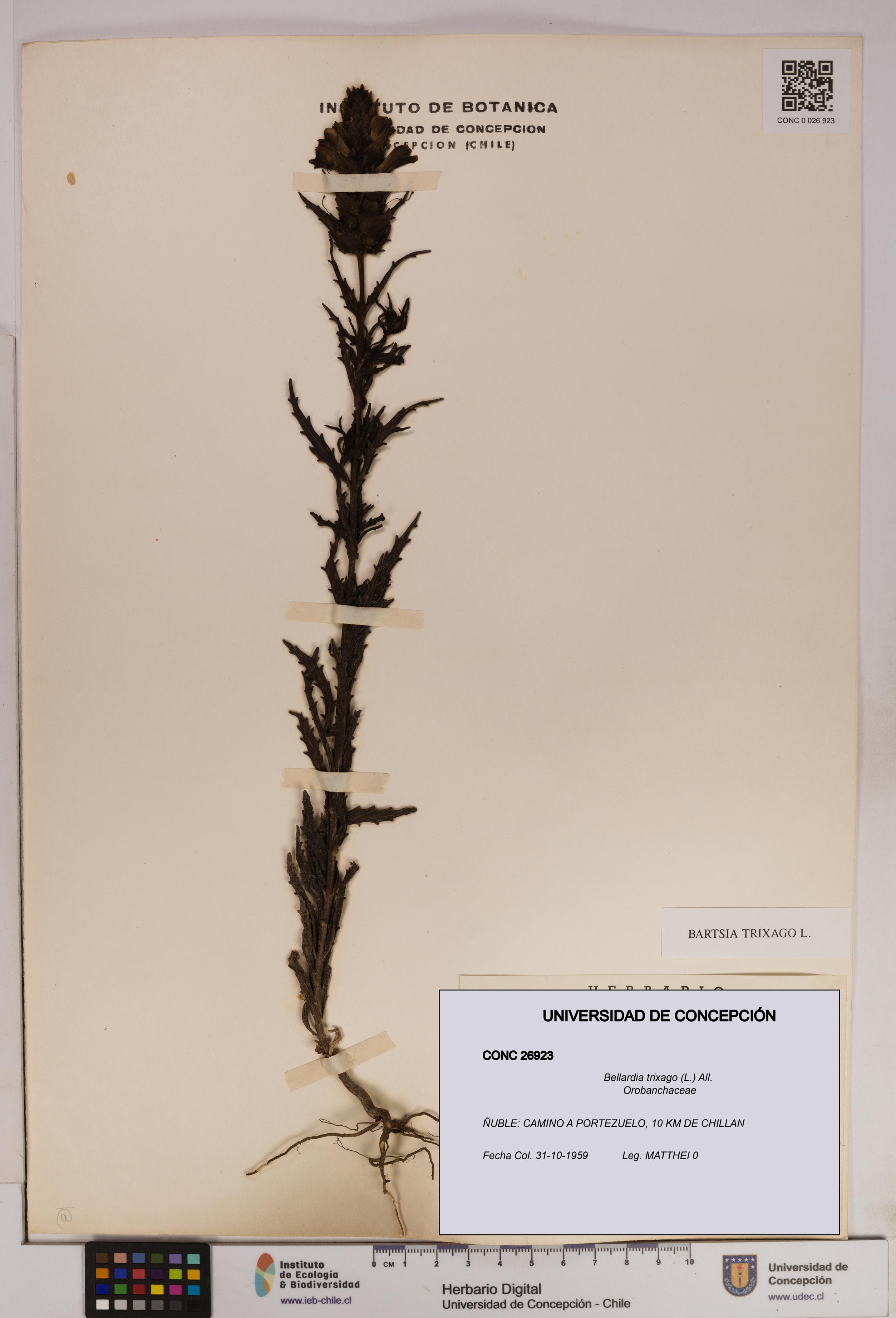 Bellardia trixago [Espécimen: UDEC:CONC:0026923]