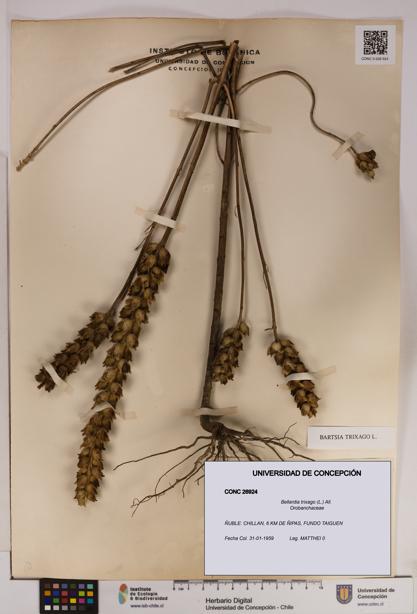 Bellardia trixago [Espécimen: UDEC:CONC:0026924]