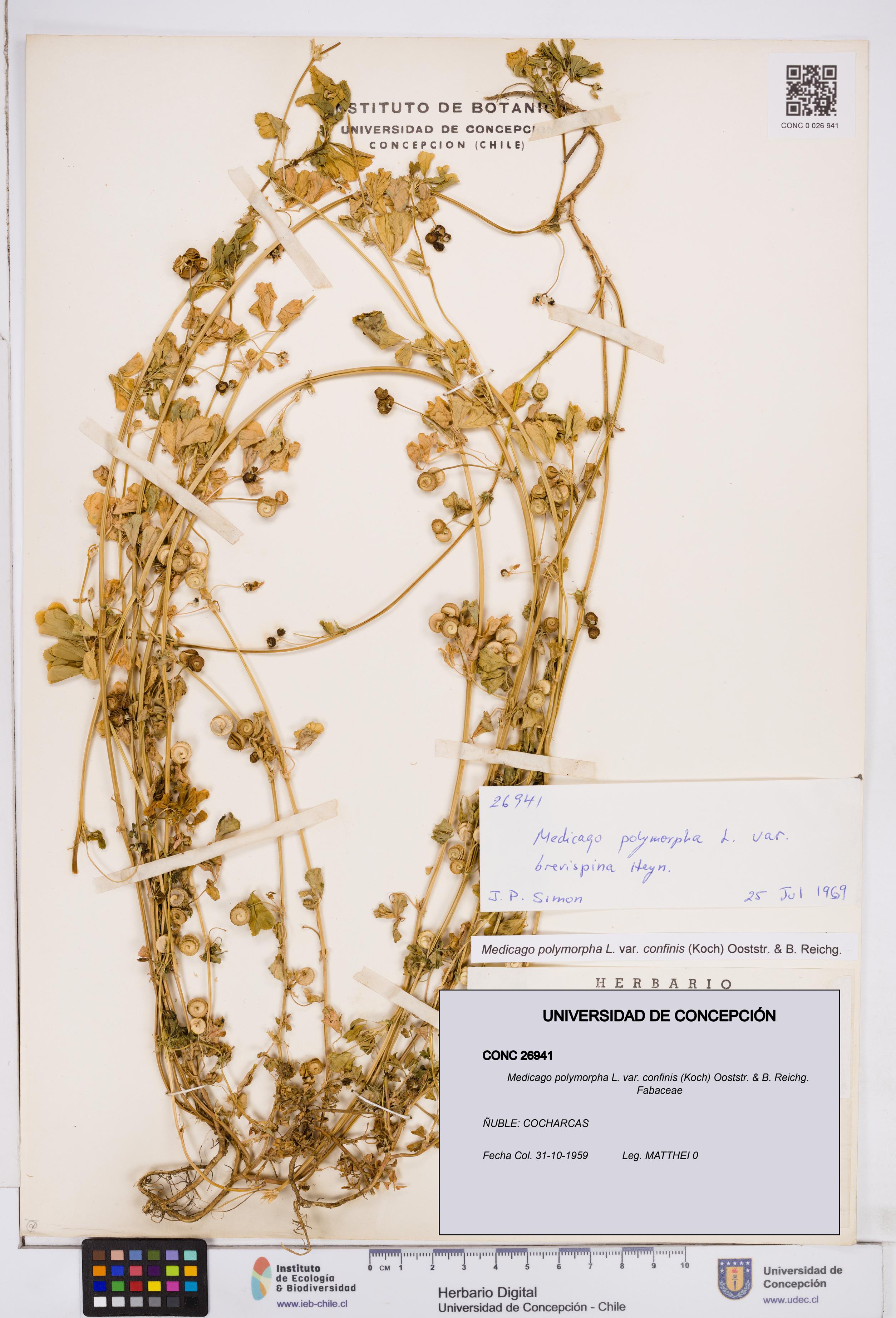 Medicago polymorpha var. confinis [Espécimen: ]
